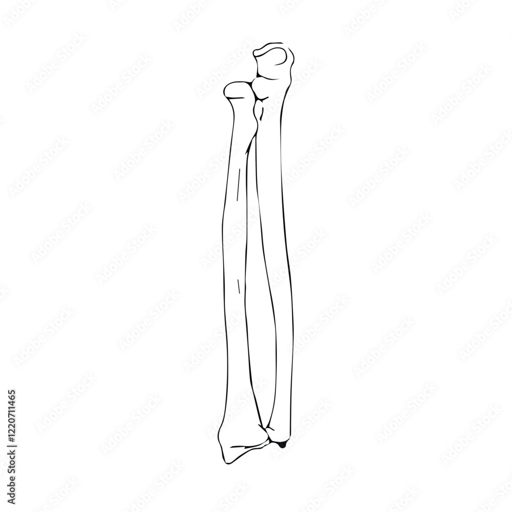 Radius and Ulna anatomical illustration for books, journals, newspapers, slides Radius and Ulna anatomical illustration for books, journals, newspapers, slides