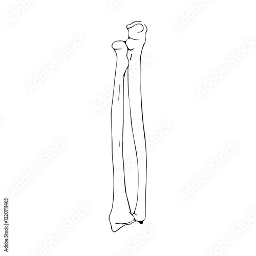Radius and Ulna anatomical illustration for books, journals, newspapers, slides 