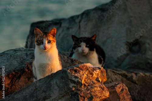gatitos en manada