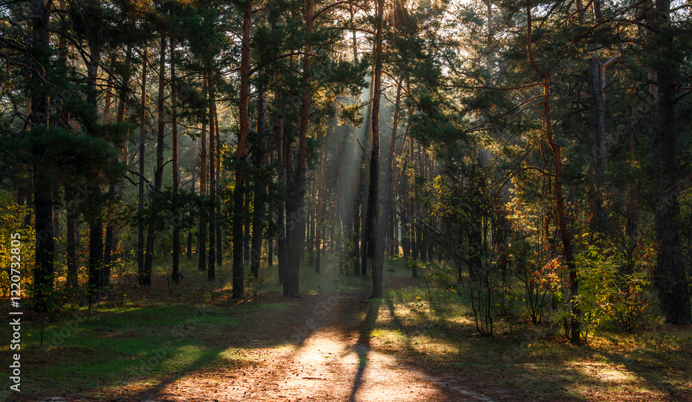 Fototapeta premium The forest is permeated with sunbeams. Nice sunny weather for walks in nature.