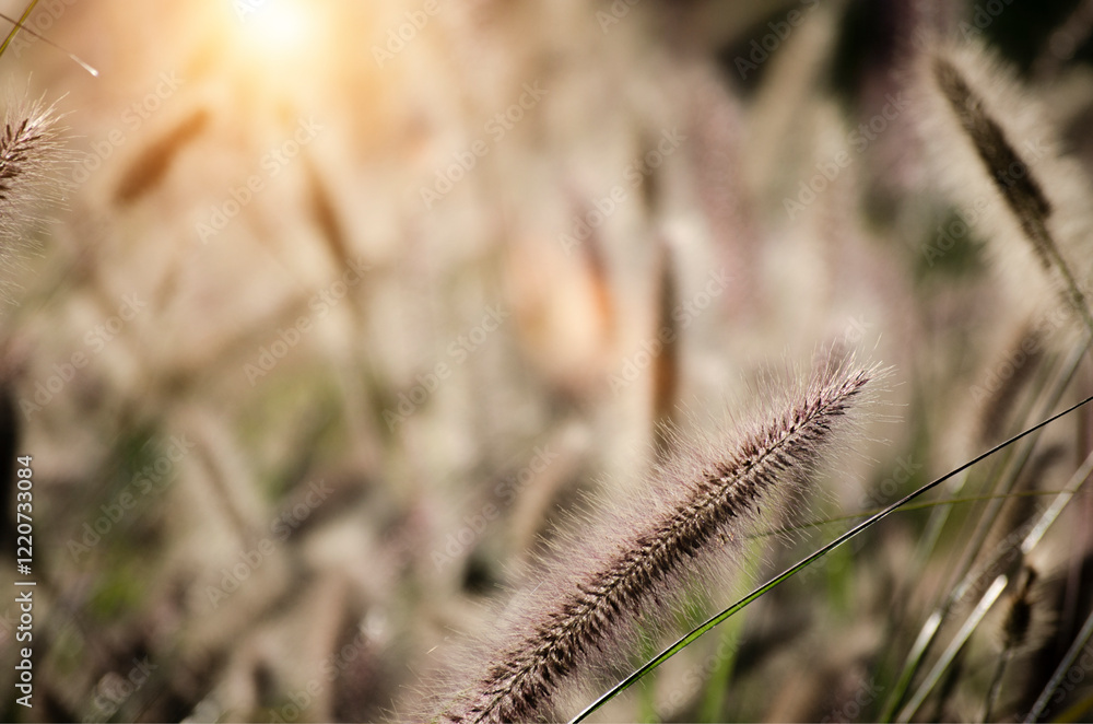 Poaceae grass flowers of winter meadow of Korea. Poaceae grass flowers of winter meadow of Korea.