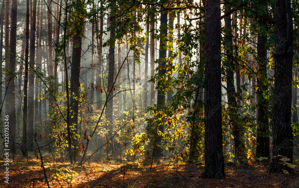 Obraz premium The forest is permeated with sunbeams. Nice sunny weather for walks in nature.