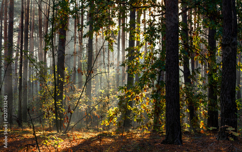 The forest is permeated with sunbeams. Nice sunny weather for walks in nature. photo