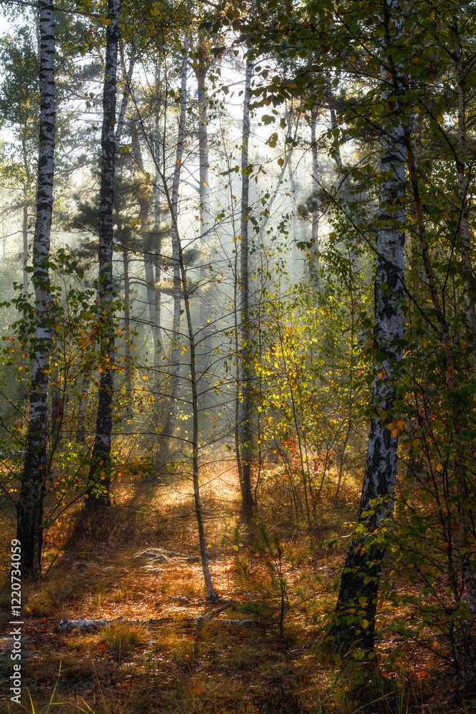 Obraz premium The forest is permeated with sunbeams. Nice sunny weather for walks in nature.