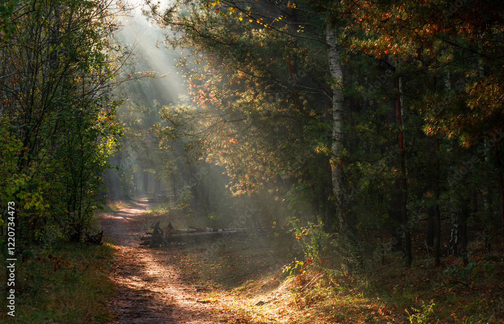 Obraz premium The forest is permeated with sunbeams. Nice sunny weather for walks in nature.