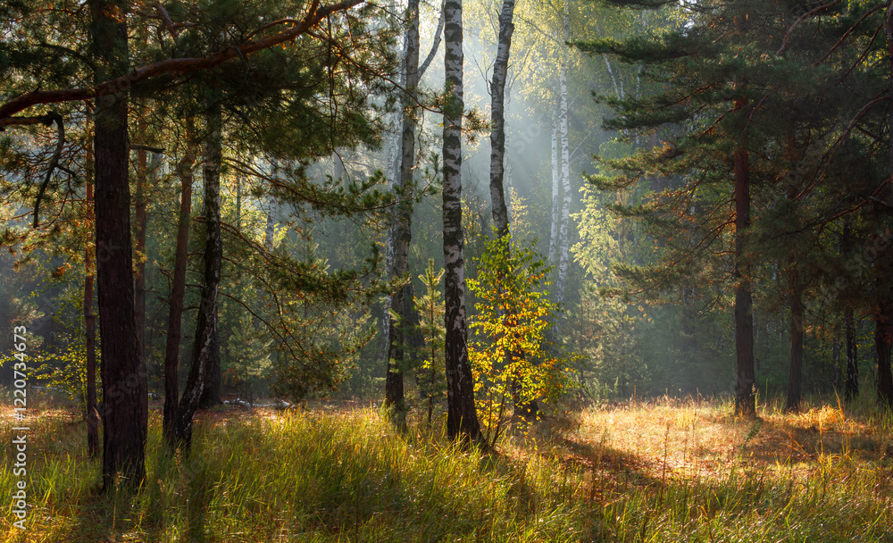 Obraz premium The forest is permeated with sunbeams. Nice sunny weather for walks in nature.