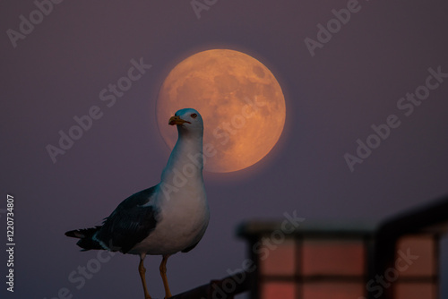 sobre la luna