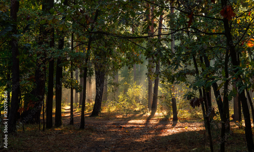 The forest is permeated with sunbeams. Nice sunny weather for walks in nature. The forest is permeated with sunbeams. Nice sunny weather for walks in nature.