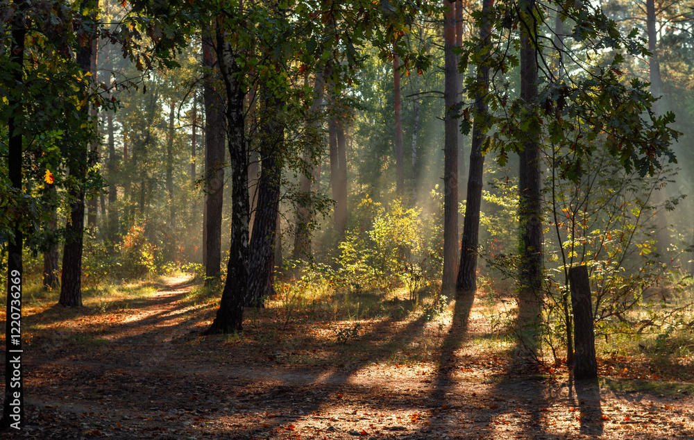 Fototapeta premium The forest is permeated with sunbeams. Nice sunny weather for walks in nature.