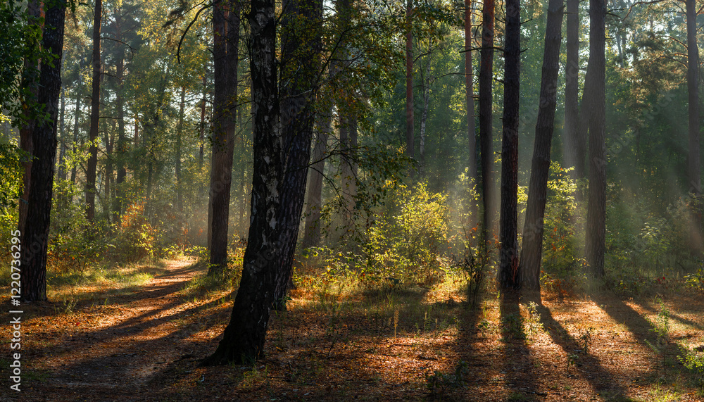 Fototapeta premium The forest is permeated with sunbeams. Nice sunny weather for walks in nature.