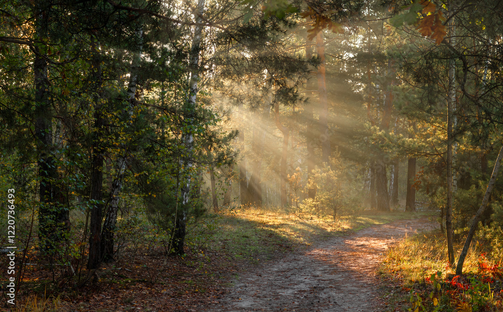 Obraz premium The forest is permeated with sunbeams. Nice sunny weather for walks in nature.