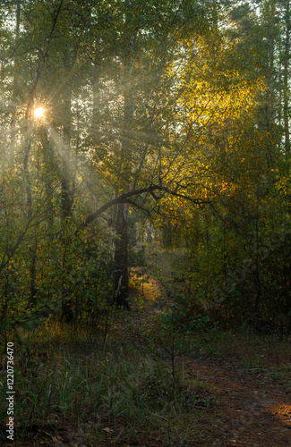 The forest is permeated with sunbeams. Nice sunny weather for walks in nature. photo