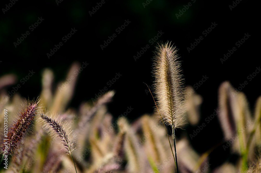 Poaceae grass flowers of winter meadow of Korea. Poaceae grass flowers of winter meadow of Korea.