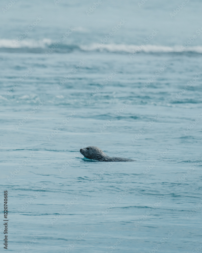 Obraz premium Harbor seal swimming near the coast of Breiðamerkursandur, South Iceland.