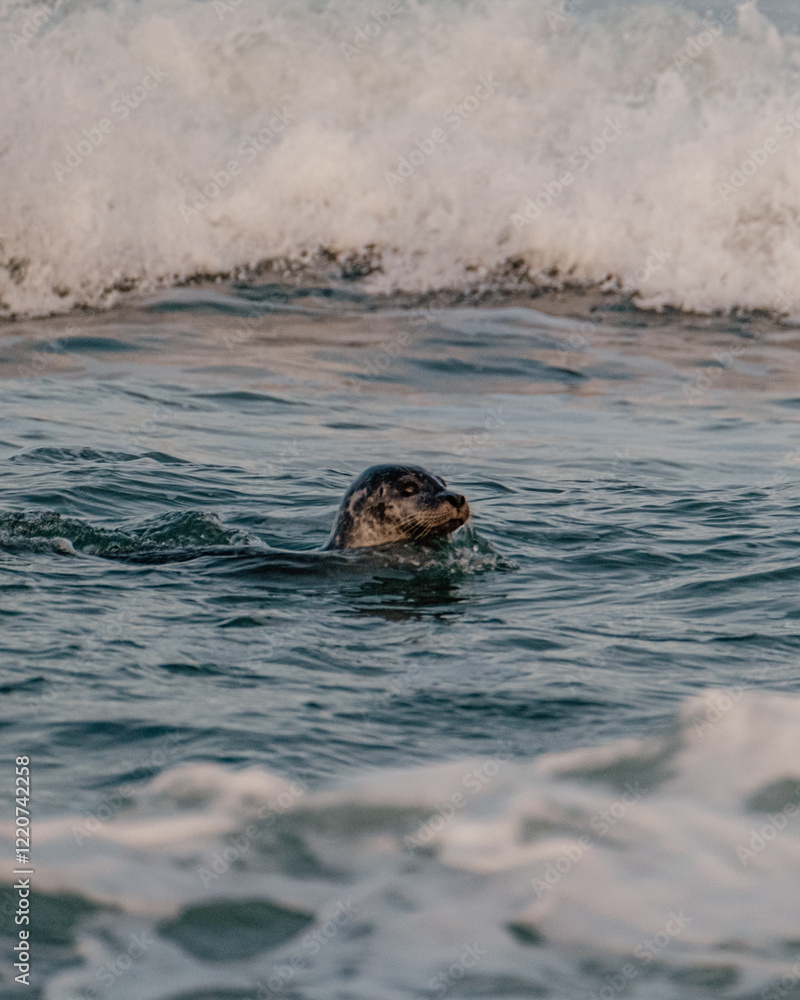 Obraz premium A harbor seal swimming in the dynamic glacial waters of Jökulsárlón, Southeast Iceland, surrounded by waves.