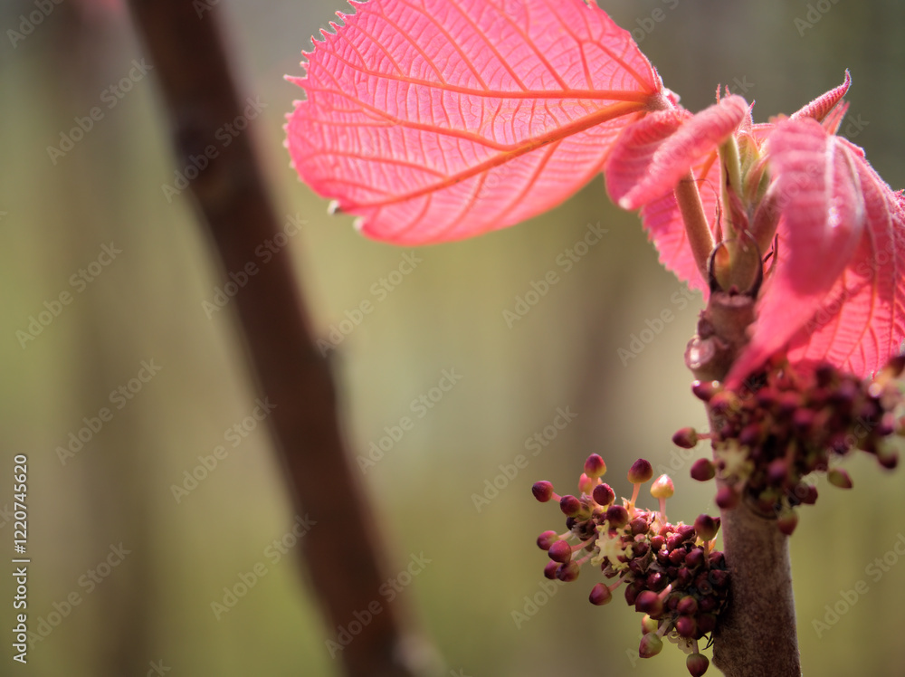 4月に咲いた可愛らしい大葉紅柏(オオバベニガシワ)の雄花 4月に咲いた可愛らしい大葉紅柏(オオバベニガシワ)の雄花