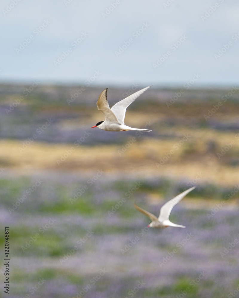 Pair of Arctic terns flying over a colorful meadow in South Iceland. Pair of Arctic terns flying over a colorful meadow in South Iceland.