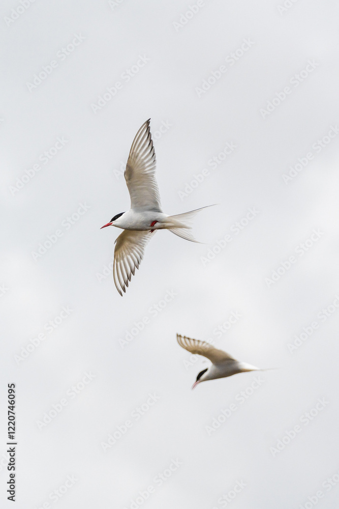 Obraz premium Pair of Arctic terns in graceful flight against a cloudy sky in South Iceland