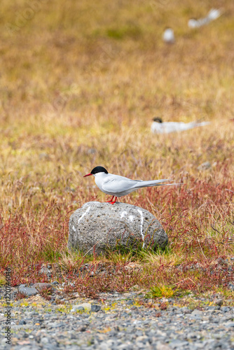 Arctic tern perched on a rock in a grassy field in South Iceland...