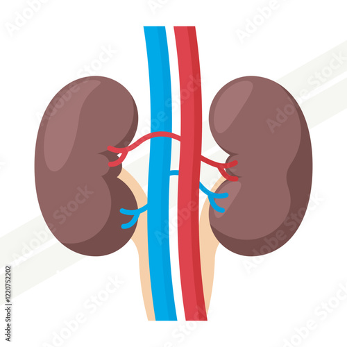 An illustration of a human kidney representing anatomy and health