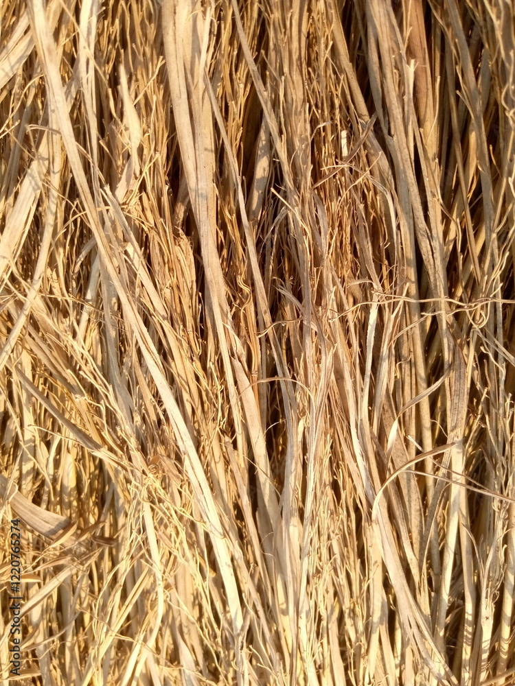 Fototapeta premium dry grass texture