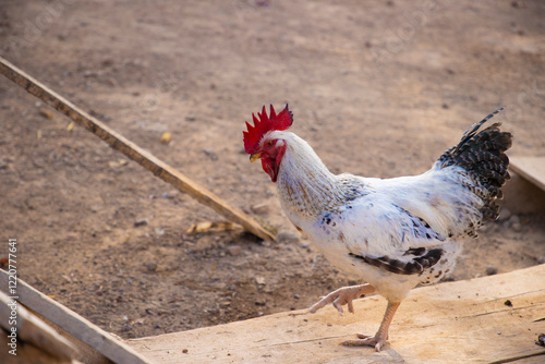 dans une ferme située en campagne un coq blanc se balade photo