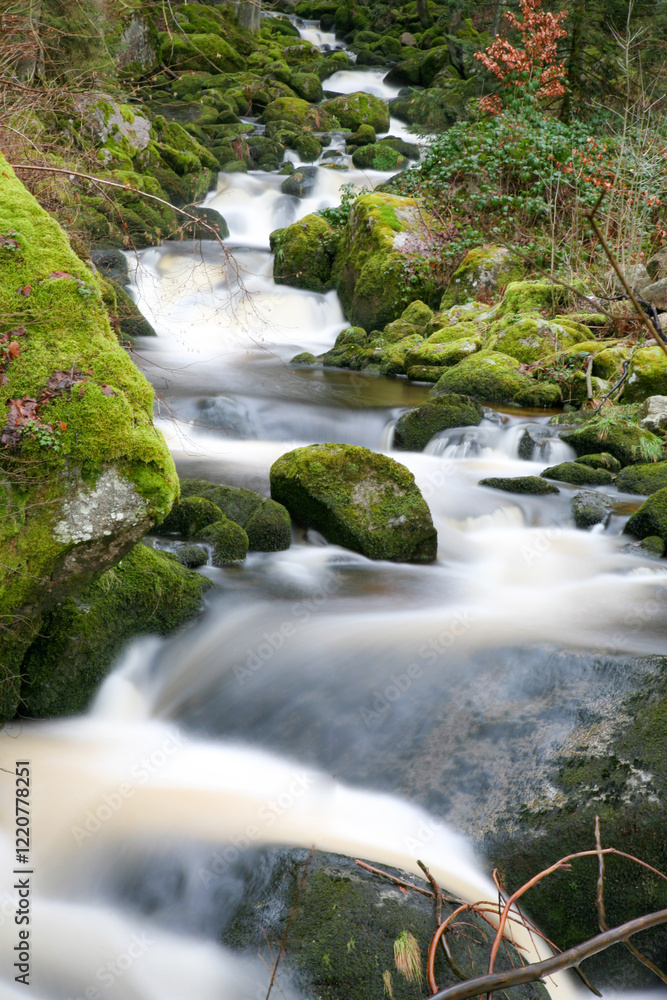 Obraz premium A stream of water is flowing down a rocky path. The water is clear and has a light blue tint. The rocks are covered in moss and there are some leaves on the ground