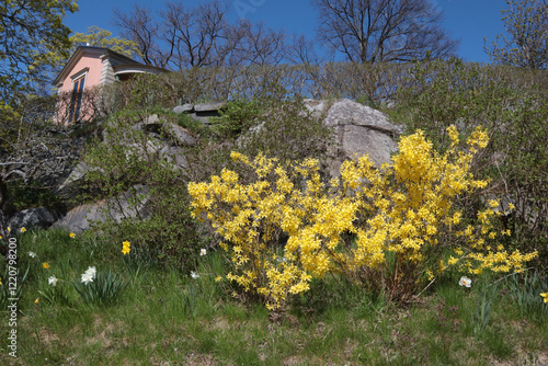 Blooming bush with yellow flowers, green grass and trees in the park on a sunny spring day