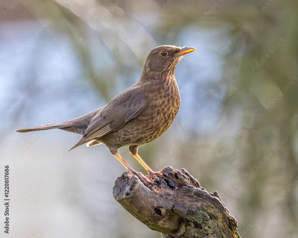 Female blackbird. A common British garden bird. Female blackbird. A common British garden bird.