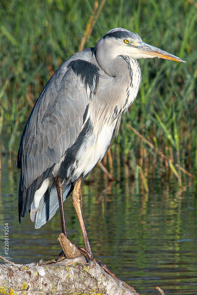 grey heron Ardea cinerea is a common bird in emporda girona catalunya spain grey heron Ardea cinerea is a common bird in emporda girona catalunya spain