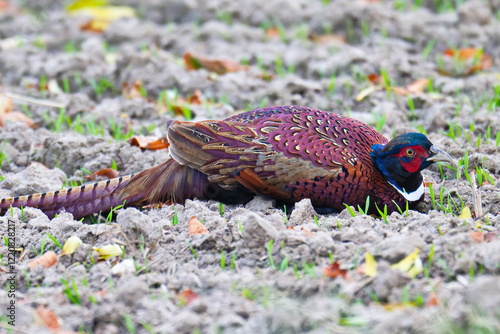 Jagdfasan Männchen tarnt sich auf einem Feld im Herbst photo