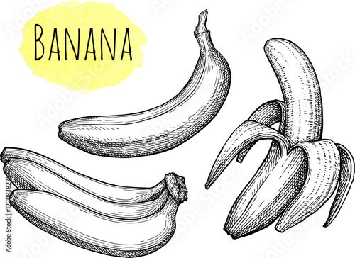 Banana ink sketches set