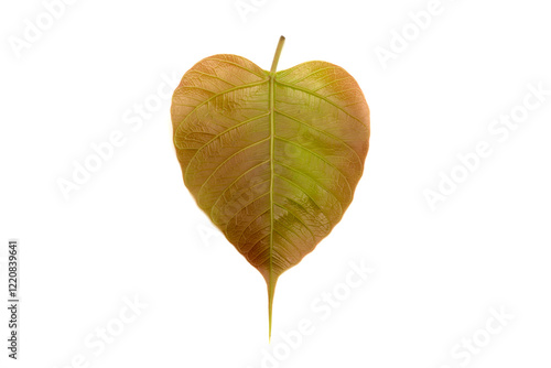 Bodhi leaf