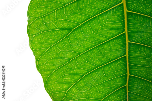 Bodhi leaf