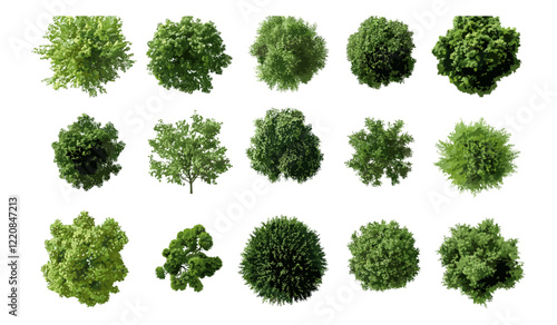 3D Vector Illustration of Green Trees, Top View Isolated PNGs with Transparent Background, Perfect for Garden Decoration, Architectural Design Visualization, Outdoor Landscape Ideas