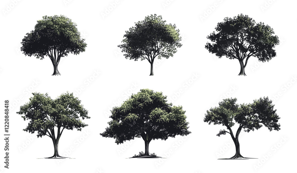 Fototapeta premium Vector illustration of isolated trees for landscape and park design, architectural decoration, outdoor graphics, natural objects on white background