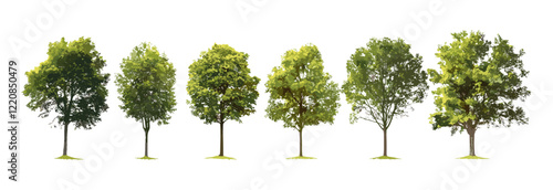 Green tree isolated vector, illustration collections, white background graphic, nature design elements, eco-friendly plant vectors, trees for artwork, natural creative graphics.