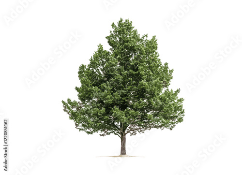 Summer forest vector illustration of green tree isolated on transparent background with clipping path, alpha channel for both printing and web page designs.