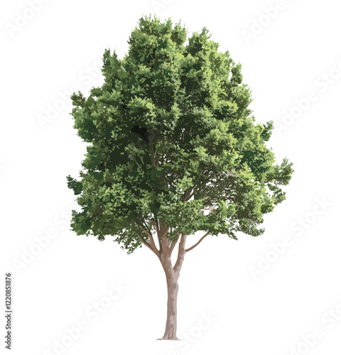 Green tree vector illustration isolated on transparent background with clipping path, alpha channel, summer forest foliage for both web pages and printing materials