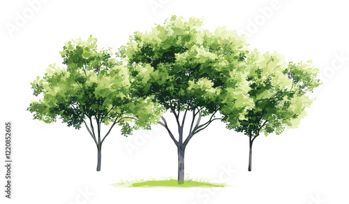 Tree vector illustration top view, watercolor style, isolated on white background, green grass, architecture and landscape layout, garden planning elements