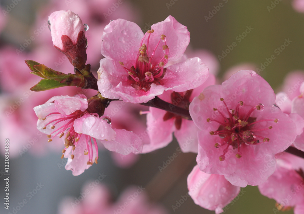 Obraz premium spring cherry blossom, close up