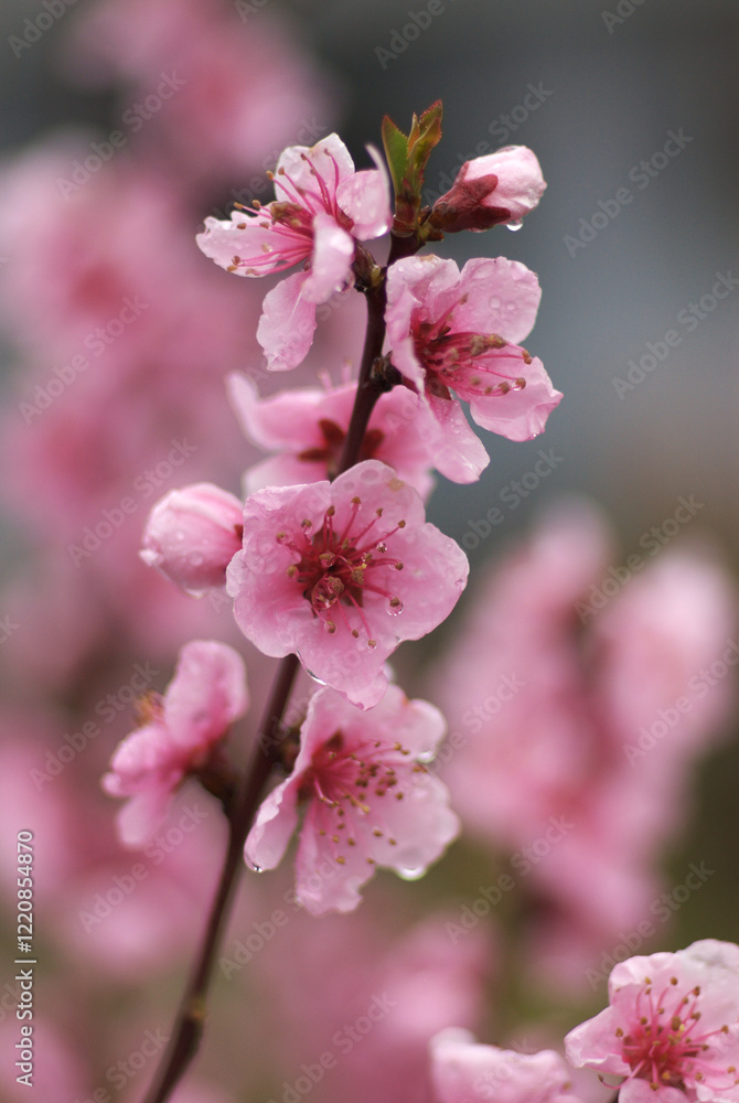 Obraz premium spring cherry blossom, close up