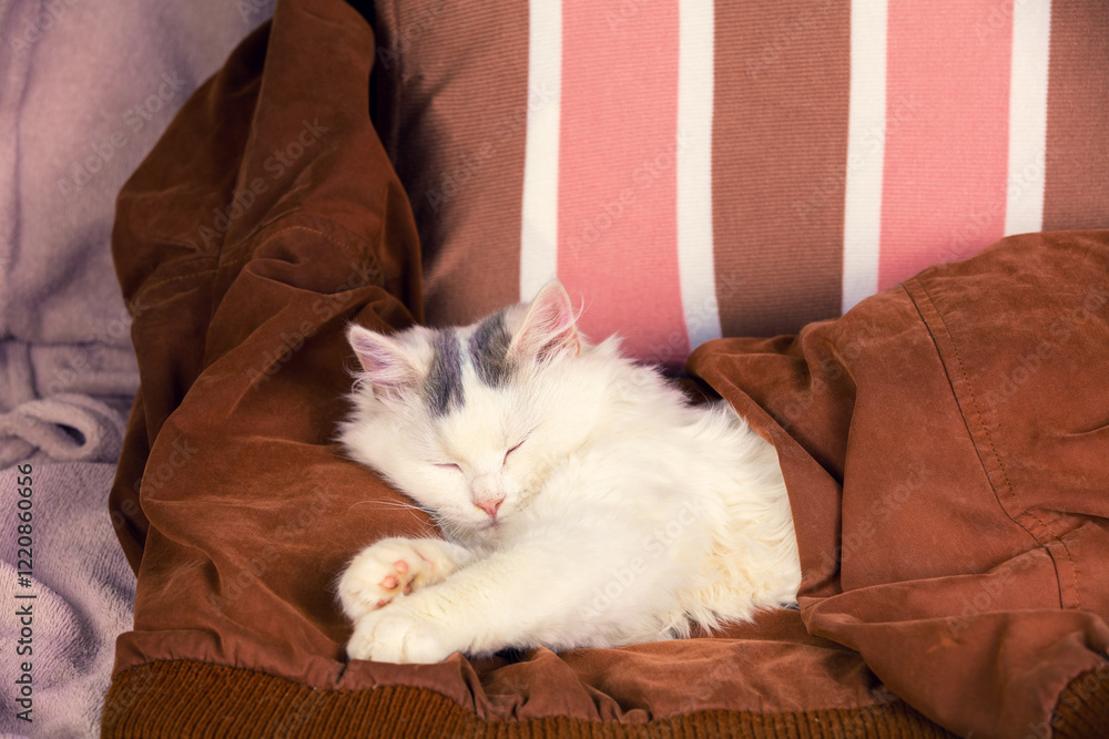 Cute sleeping white longhair cat covered with a brown blanket. The cat lying in bed