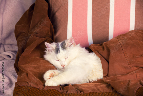 Obraz na płótnie Cute sleeping white longhair cat covered with a brown blanket. The cat lying in bed w salonie