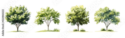 Watercolor vector illustration of a green tree or forest, isolated on white background for landscape and architecture, garden and environment elements, shrub section for design
