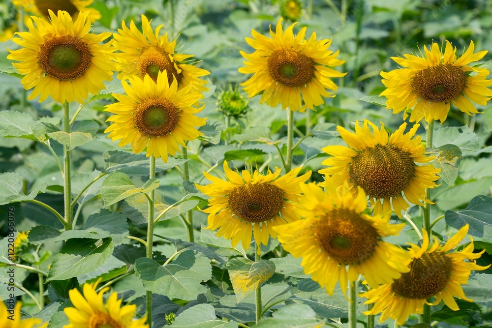 Fototapeta premium sunflowers in the field