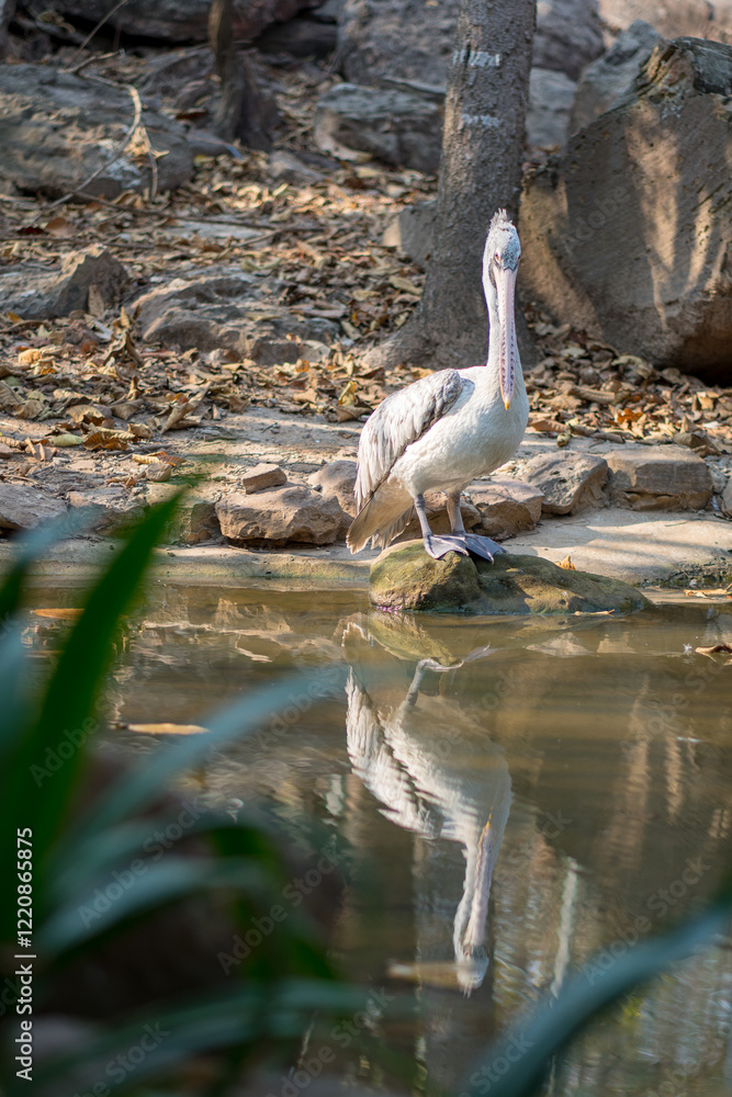 Naklejka premium pelican on the pier