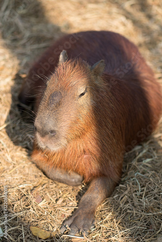 capybara