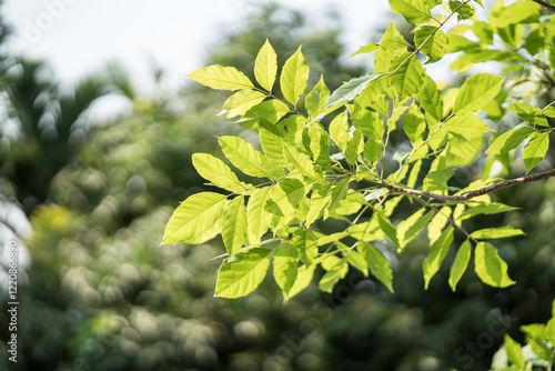 green leaves