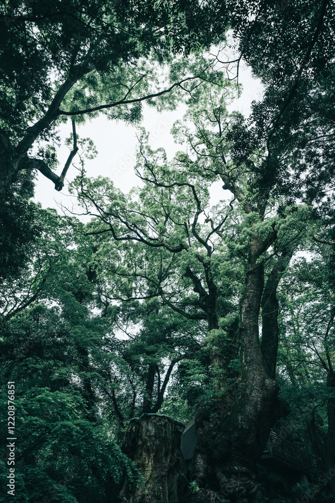 Fototapeta premium 熱海の美しい来宮神社